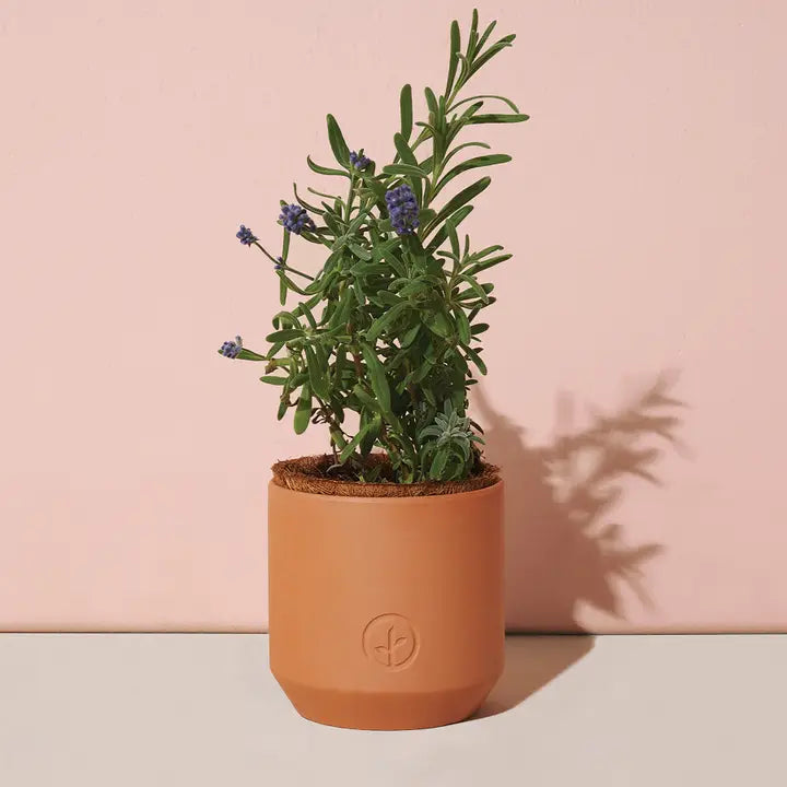 Lavender - Tiny Terracotta Grow Kit