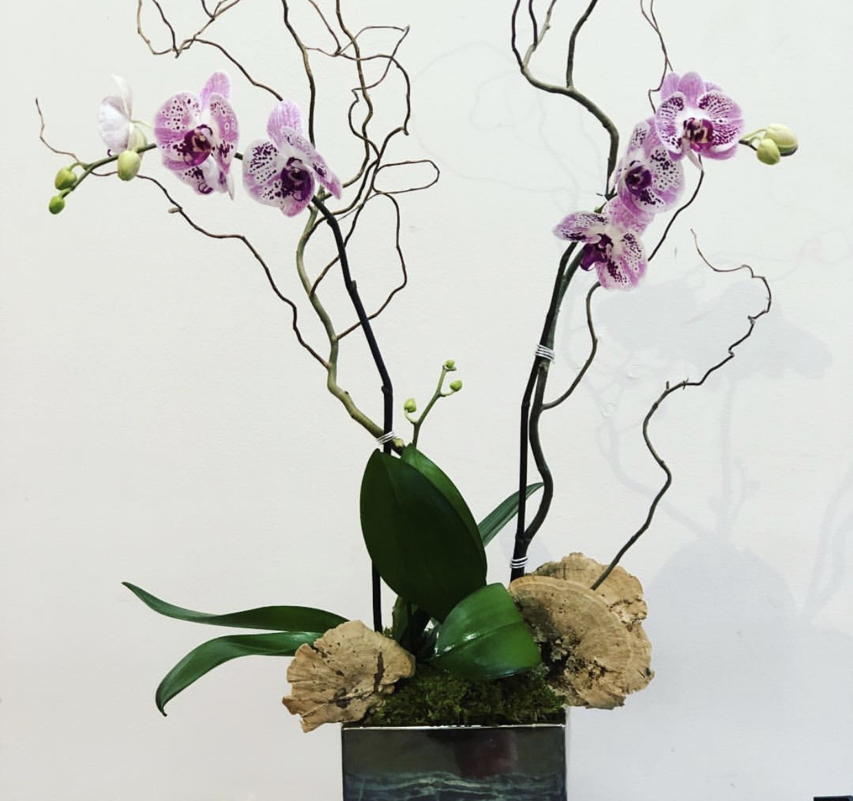 Double Orchid Plant | Kitanim
